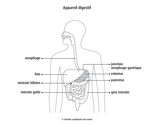 Schéma de l'appareil digestif