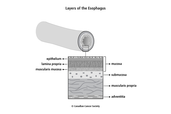 Diagram of the layers of the esophagus