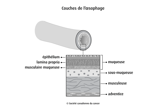 Schéma des couches de l'œsophage