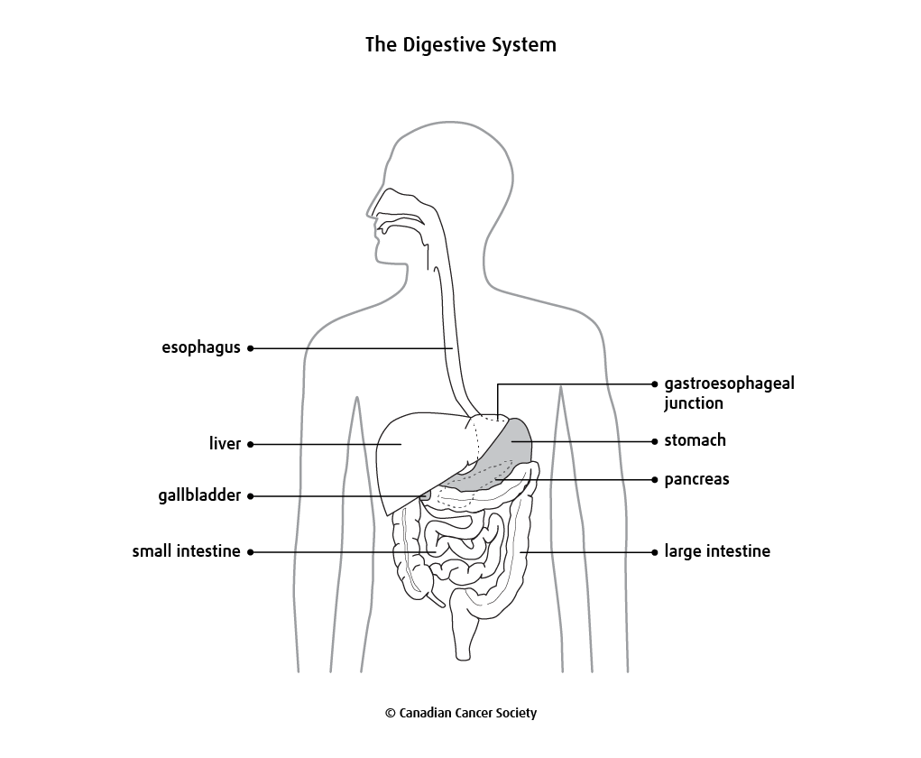 Diagram of the digestive system