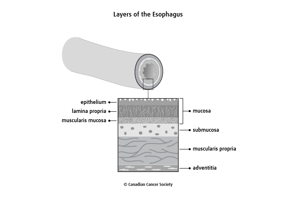 Diagram of the layers of the esophagus