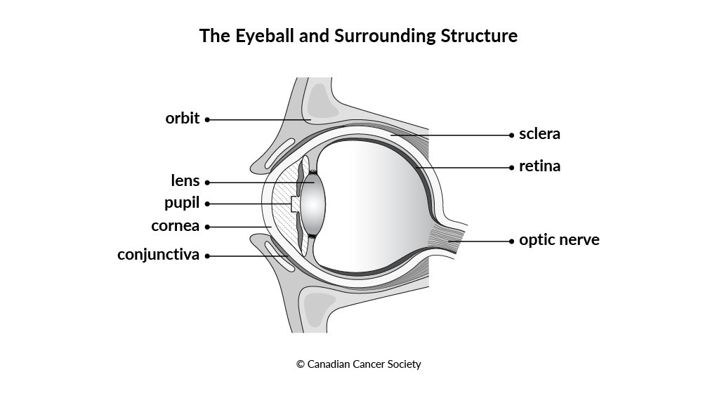 Diagram of the eyeball and surrounding structure