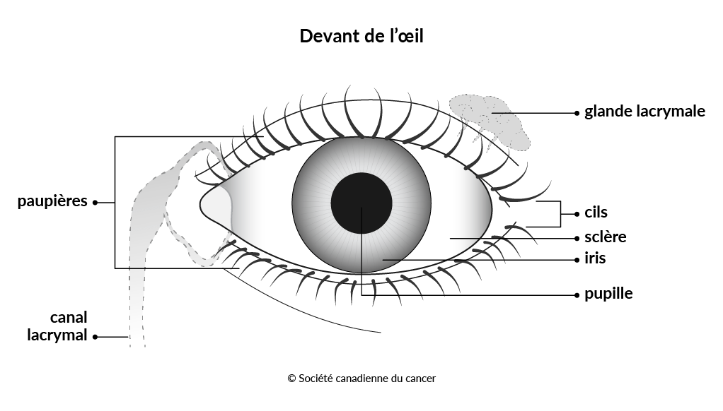 Schéma du devant de l’œil