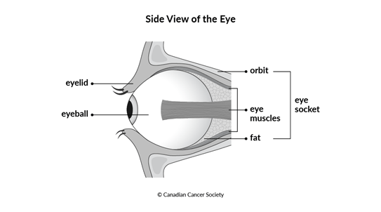 Diagram of side view of the eye