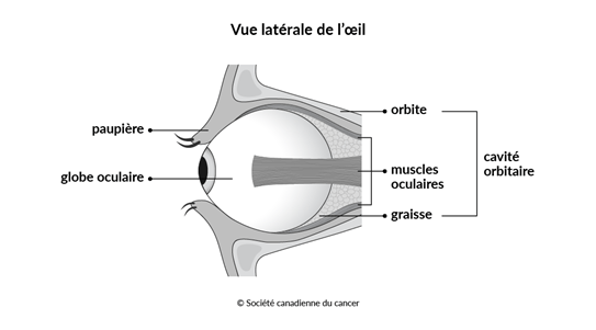 Schéma de la vue latérale de l’œil