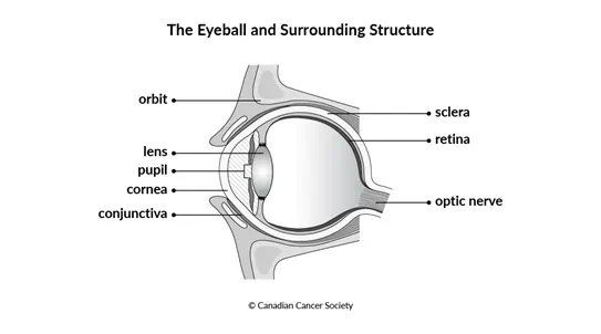 Diagram of the eyeball and surrounding structure