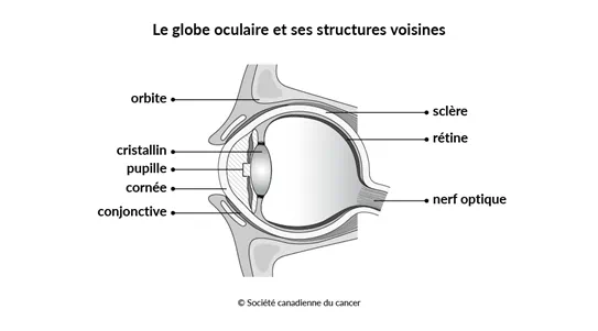 Schéma du globe oculaire et de ses structures voisines