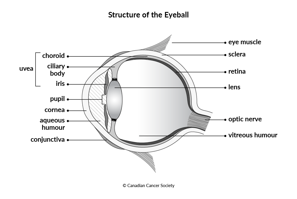 Diagram of structure of the eyeball