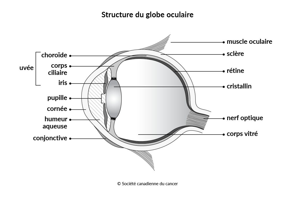 Schéma de la structure du globe oculaire