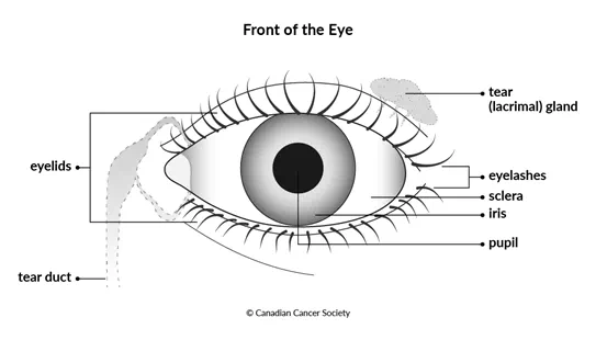 Diagram of the front of the eye