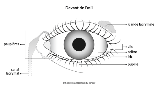 Schéma du devant de l’œil