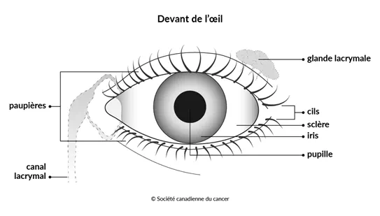 Schéma du devant de l’œil