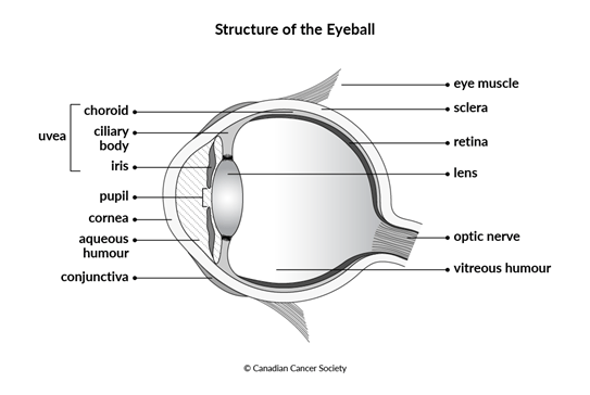 Diagram of structure of the eyeball