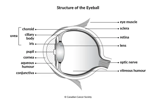 Diagram of structure of the eyeball