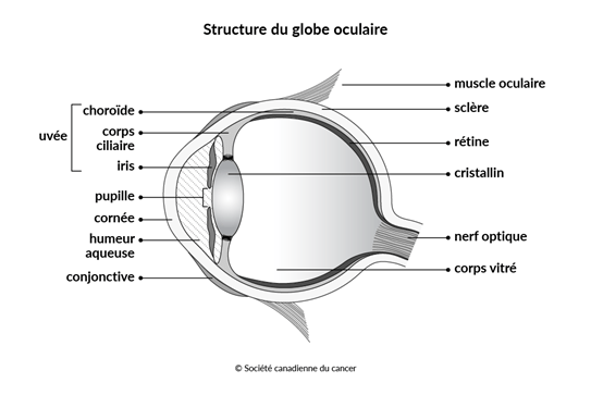 Schéma de la structure du globe oculaire