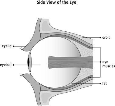Graphic of the side view of the eye