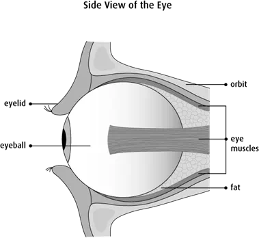 Graphic of the side view of the eye