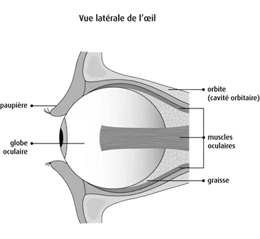 Schéma de la vue latérale de l'œil