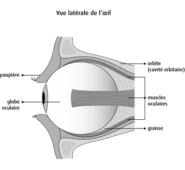 Schéma de la vue latérale de l'œil