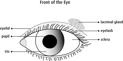 external parts of the eye