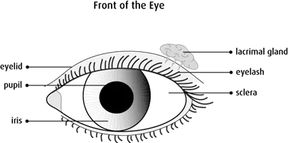 Graphic of the front of the eye