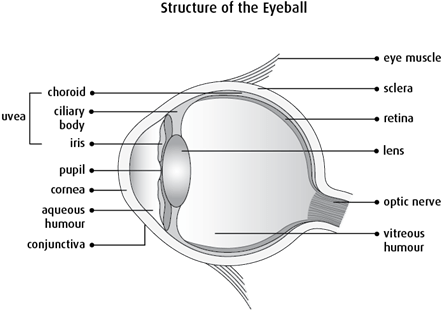 Diagram of the structure of the eyeball