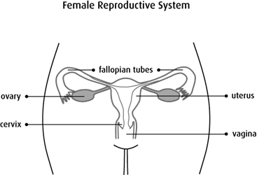 Diagram of the female reproductive system