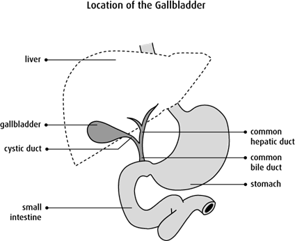 Diagram of the location of the gallbladder