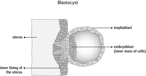 Diagram of a blastocyst