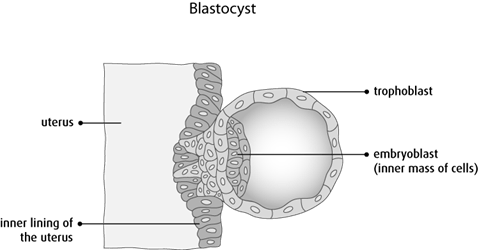Diagram of a blastocyst
