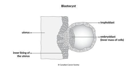 Diagram of a blastocyst