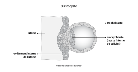 Schéma d’un blastocyste