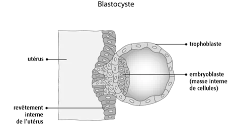 Schéma d'un blastocyste