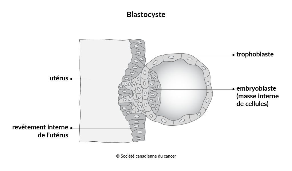Schéma d’un blastocyste