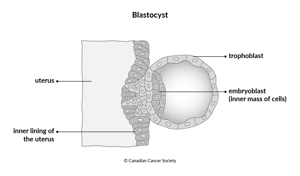 Diagram of a blastocyst