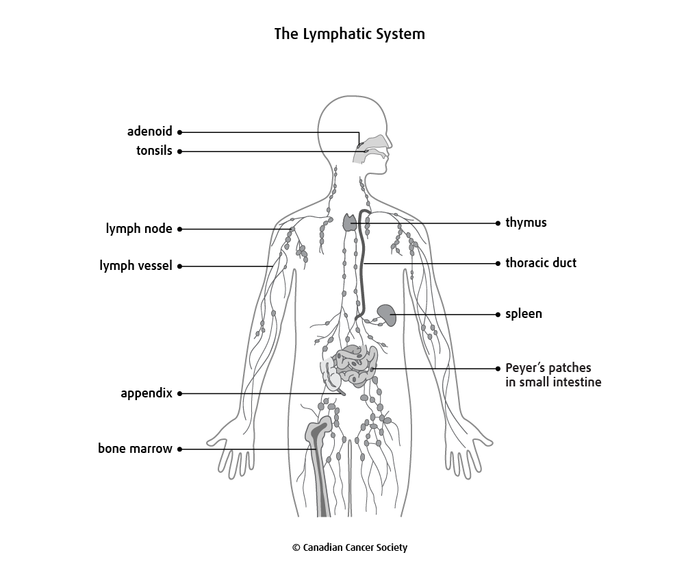 Diagram of the lymphatic system.