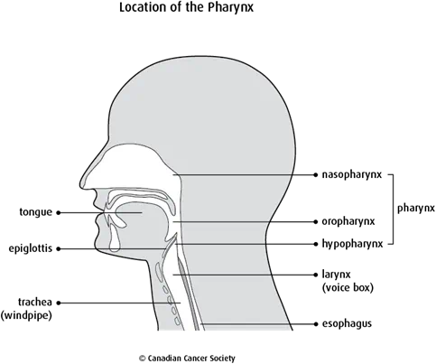 Location of the Pharynx