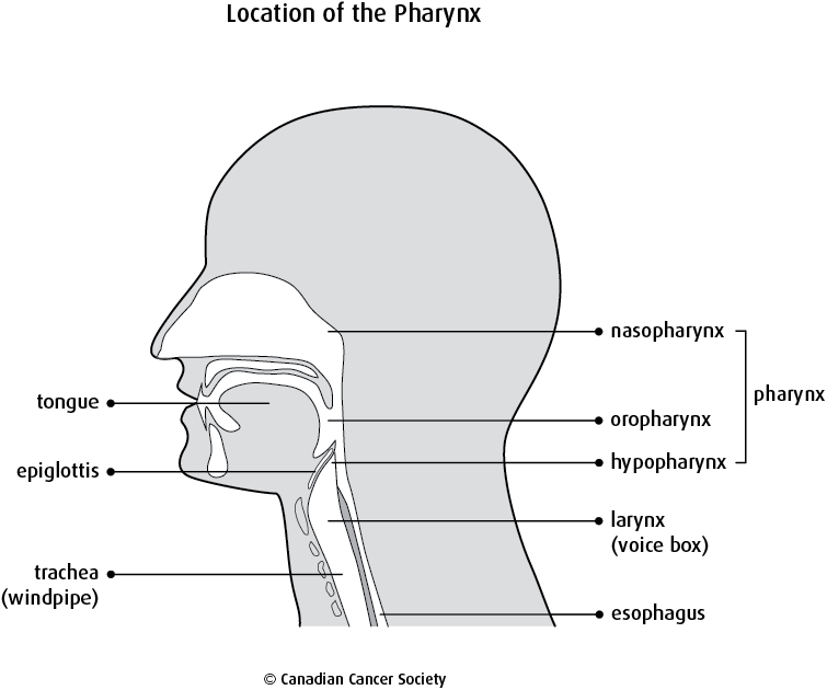 Location of the Pharynx