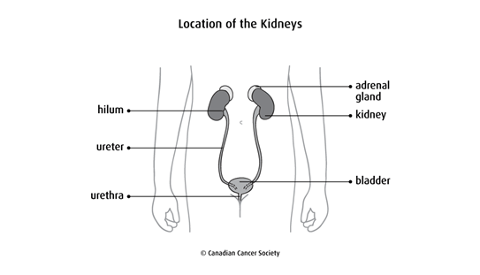 diagram of the location of the kidneys