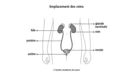 Emplacement des reins