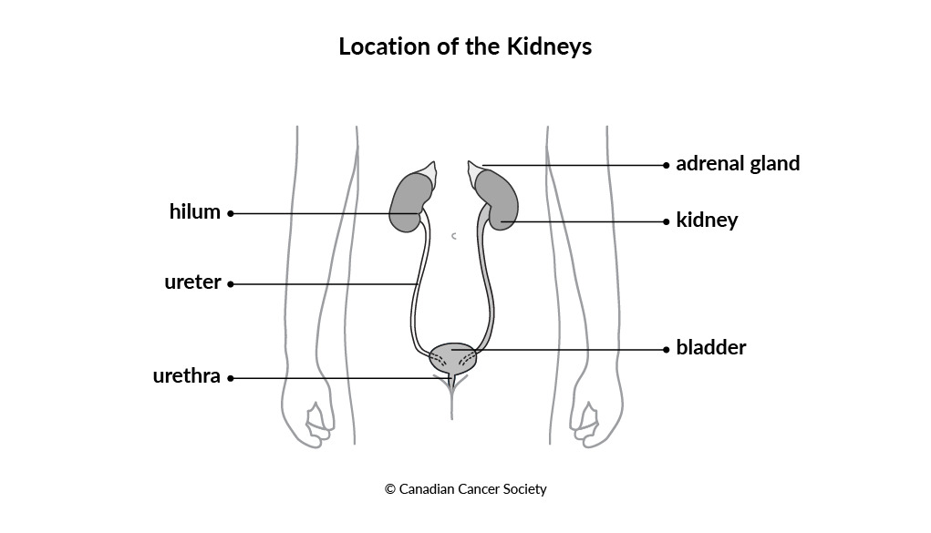 diagram of the location of the kidneys