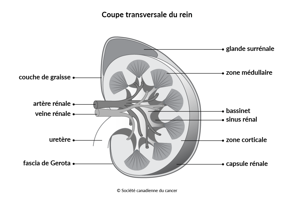 Coupe transversale du rein
