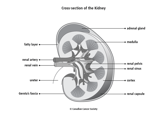 diagram of the cross section of the kidney