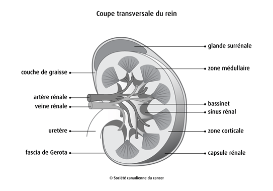 Coupe transversale du rein