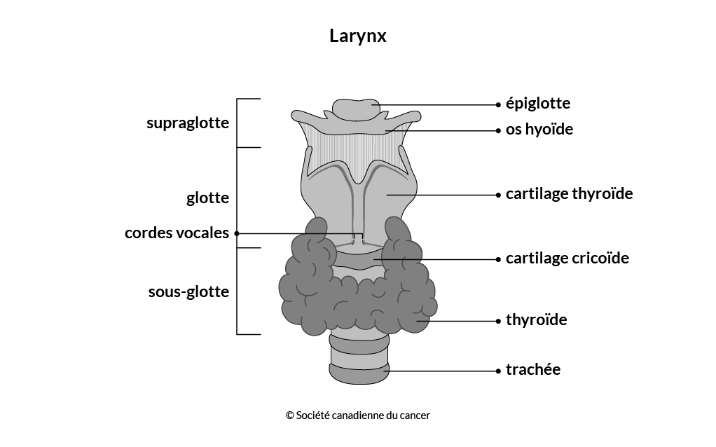 Schéma du larynx