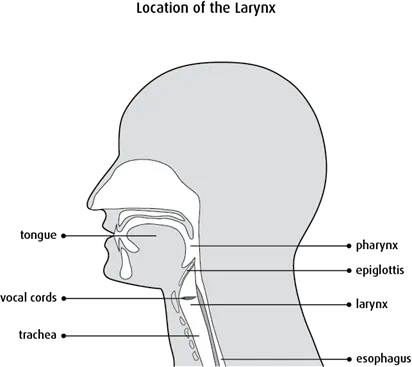 Diagram of the location of the larynx