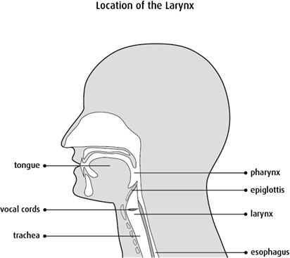 Diagram of the location of the larynx