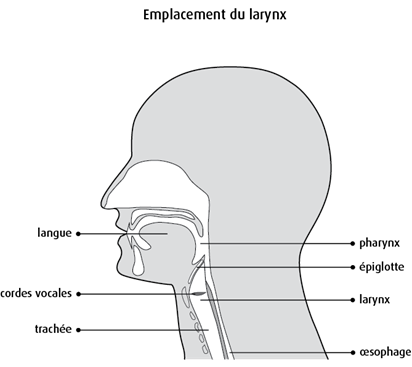 Schéma de l'emplacement du larynx