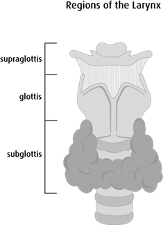 Diagram of the regions of the larynx