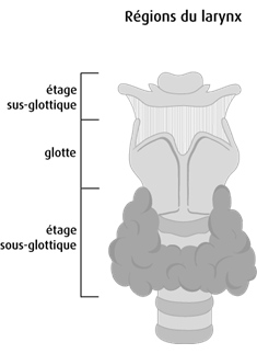 Schéma des régions du larynx